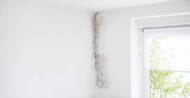 Best Environmental Consulting for Mold Prevention  in Artesia, NM