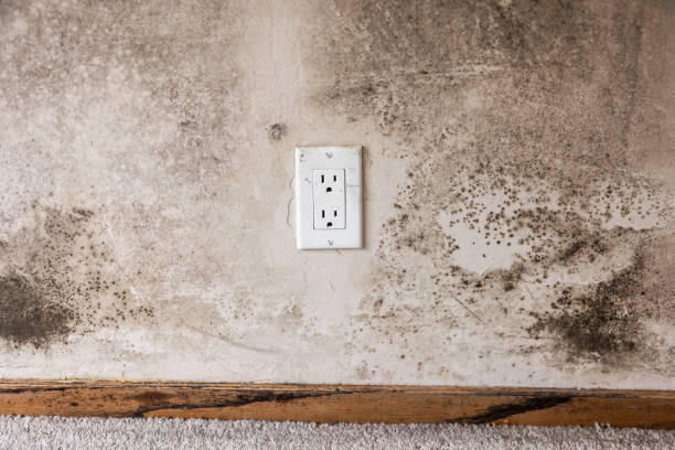 Best Industrial Mold Remediation  in Artesia, NM