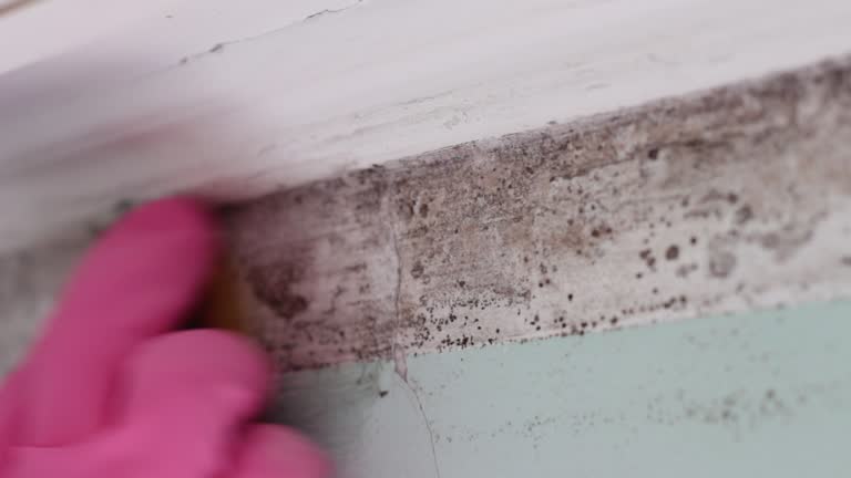  Artesia, NM Mold Removal Pros